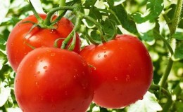 Top 20 beste super vroege tomatenrassen voor de vollegrond: samen de juiste kiezen