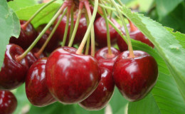 Vasilisa ceri manis tahan cuaca dengan buah beri yang besar dan enak