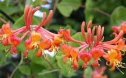 Honeysuckle Hekroth - beschrijving en kenmerken