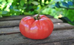 Eine helle frühe Tomate mit großen Früchten - die 