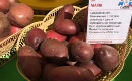 Mid-season potato variety 