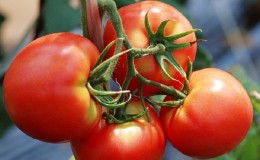 A favorite of summer residents with high yields and an excellent reputation - the tomato 