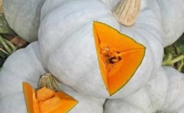 Characteristics and description of the honey pumpkin variety 