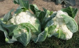 Blumenkohl im Freien anbauen und pflegen