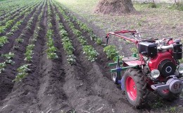 Techniek voor het harken van aardappelen met een achteroplopende tractor