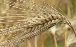 Vorsicht vor Gluten: Enthält Gerste es?