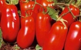 Farbiges Sortiment in den Beeten: gelbe und rote Raketa-Tomatensorte und eine praktische Anleitung zum Anbau