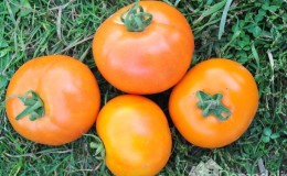 Tomato Andromeda, được cư dân mùa hè yêu thích và ưa chuộng: chúng tôi trồng và tận hưởng một vụ mùa bội thu