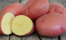 Medium early potato variety 