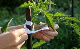 Hoe hoge tomaten te kweken en te binden