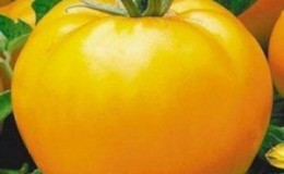 One of the most delicious varieties for fresh consumption is the Yellow Giant tomato