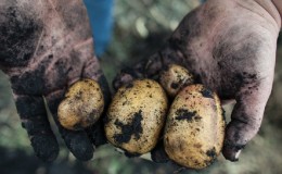 Popular variety of high-yield potatoes 