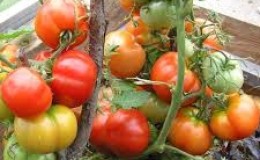 Ultra-early, non-capricious, undersized and very tasty tomato 