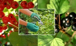 Wie und wie man Johannisbeeren nach der Ernte im Juli füttert