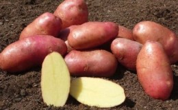 Reliable and beloved by farmers potato variety 