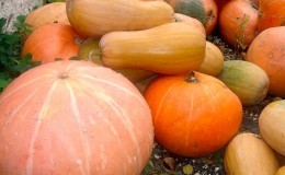 The best varieties of pumpkin for open ground with photos and descriptions