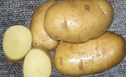 Favorite by farmers for its ease of care and productivity, the Lasunok potato variety