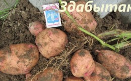 Mid-season table potato variety 