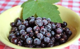 Die besten Möglichkeiten, schwarze Johannisbeeren für den Winter im Gefrierschrank einzufrieren