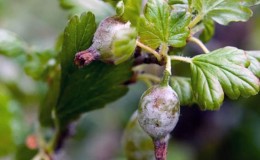 Wie kann man Stachelbeeren aus weißer Blüte auf Beeren verarbeiten und was ist der Grund für ihr Aussehen