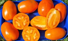 Assortment of tomatoes 