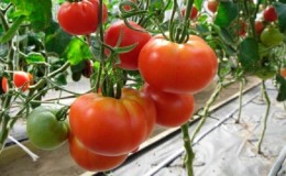 Große und pflegeleichte Tomate 