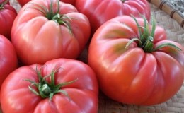 We grow wild rose tomato in our garden and enjoy a rich harvest of large and juicy fruits