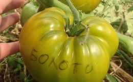 Een verbazingwekkende variëteit aan groene tomaten - de 