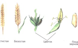 Weizenähre - Struktur, botanische Beschreibung und Merkmale