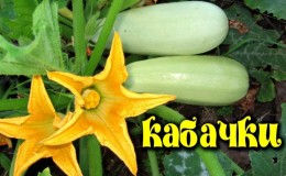 Manfaat dan bahaya zucchini untuk kesihatan manusia: berapa banyak yang harus dimakan dan dalam bentuk apa, agar tidak membahayakan tubuh