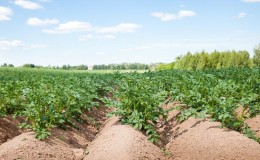 Wat is de zaaisnelheid van aardappelen per 1 hectare in tonnen en hoe deze correct te berekenen