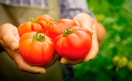 Eine Sorte mit attraktivem Namen und außergewöhnlichem Geschmack - die Tomate 