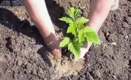 Anleitung zum richtigen Anpflanzen von Himbeeren im Sommer für Gärtneranfänger