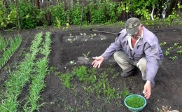 Schritt-für-Schritt-Anleitung zum Pflanzen von Dill im Juli für Grüns