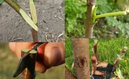 Instructie voor tuinders: in de zomer een appelboom enten met verse takken in fasen op verschillende manieren