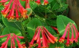 Beschrijving, teelt en toepassing van Brown's Honeysuckle Dropmore Scarlet