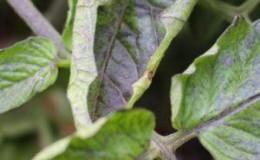 Wat te doen als tomatenbladeren krullen