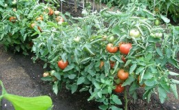 Stapsgewijze handleiding voor de behandeling van tomaten met metronidazol tegen Phytophthora: bestrijding en preventie van ziekten