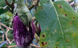 What to do to prevent eggplant leaves from drying out and why they dry up and crack