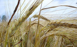 Ähnlichkeiten und Unterschiede zwischen Weizen und Roggen in Aussehen, Zusammensetzung und Anwendung