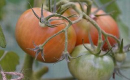 Instructions for using HOM for processing tomatoes: nuances for open ground and greenhouses, precautions