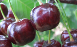 Cherry-cherry lai Miracle cherry