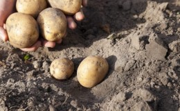 Very early ripening potato variety 