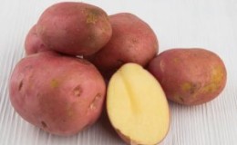 High-yielding, medium late variety of Manifest potatoes with red tubers