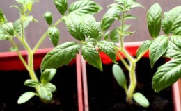 Wie man Tomaten für Setzlinge wählt