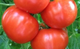 Einfache und problemlose Tomate 