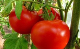 Schritt-für-Schritt-Anleitung zum Anbau einer Tomatenwährung: Beschreibung und Geheimnisse kompetenter Pflege