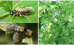 Ein für die Ernte gefährlicher Schädling - Stachelbeersägefliege und Methoden zu ihrer wirksamen Bekämpfung