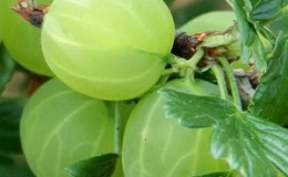 Varieti gooseberry awal sederhana dengan ketahanan musim sejuk yang tinggi 