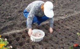 So bereiten Sie Knoblauchbeete für den Winter vor: Schritt-für-Schritt-Anleitungen für unerfahrene Landwirte und Ratschläge von erfahrenen Kollegen